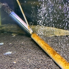 熱帯魚　ポリプテルスコロントン