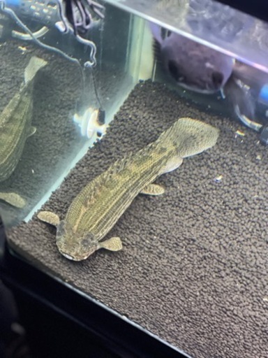 熱帯魚　ポリプテルスコロントン