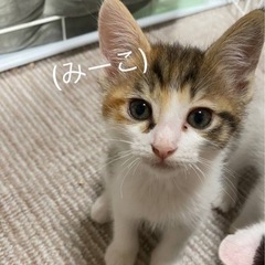 😸推定2ヶ月　かわいい子猫ちゃん❤︎  12/17みやきマルシェ...