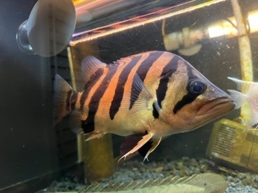 大型水槽フルセット 値引き相談聞きます。