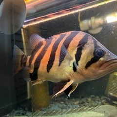 大型水槽フルセット　値引き相談聞きます。 大型水槽フルセット 値引き相談聞きます。