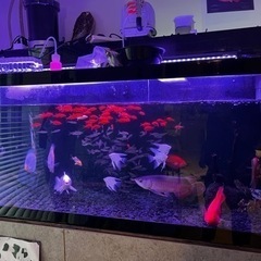 大型水槽フルセット　値引き相談聞きます。 大型水槽フルセット 値引き相談聞きます。