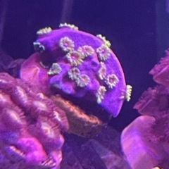 フカトゲキクメイシ フラグ サンゴ