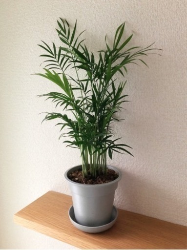 観葉植物　大きなテーブルヤシ⑤　41cm　グレーカラーの3.5号の鉢と受け皿付き