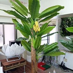 ①【訳あり】バナナツリー3本＋バナナ お買い得♪