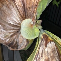 ビカクシダのスパーバム