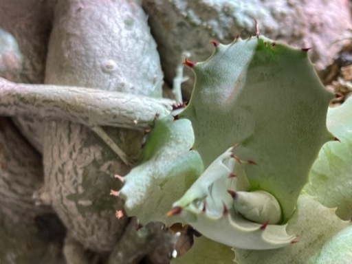 特大 アデニウム アラビカム アガベ 王妃カブトガニ 連棘