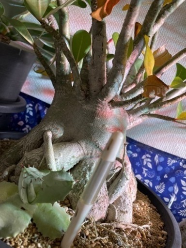 特大 アデニウム アラビカム アガベ 王妃カブトガニ 連棘