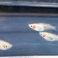 決まりました。年内最終かな？　紅ほっぺ　メダカ・・稚魚　無選別　...