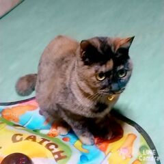 くっつき猫のテト  ♀ 6ヶ月 − 長野県