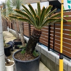 金環ソテツ、奄美大島産金環ソテツ。