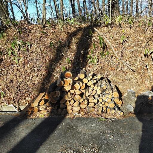 薪 しらかば 10月〜11月伐採 軽トラ一台 8，000円