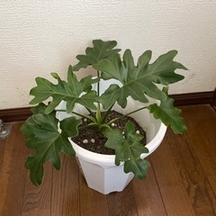 観葉植物　セローム　鉢ごと 1株