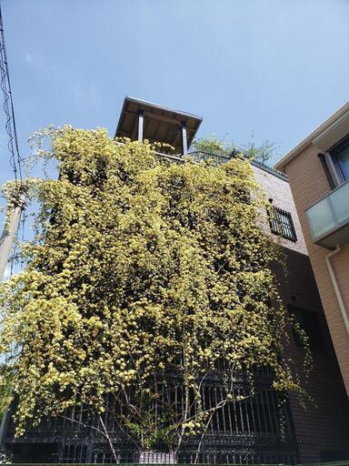 もっこうばら　大株　八重