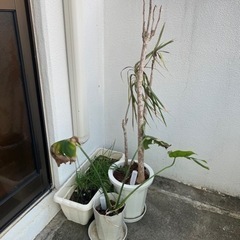 元気がなくなった観葉植物と鉢