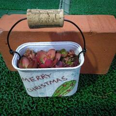 「新年特典値引き」多肉植物☺　寄せ植え③リメイク缶付き