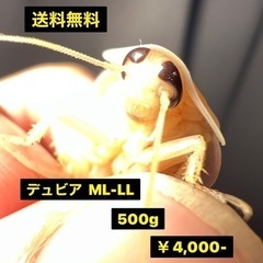 【ネット決済・配送可】デュビア ML-成虫 500g