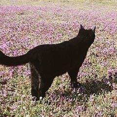 迷子猫 かぎしっぽ黒猫探してます