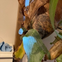 ビカクシダ　エレマリア