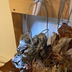 ビカクシダ　エレマリア