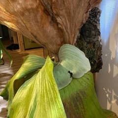 ビカクシダ　エレマリア