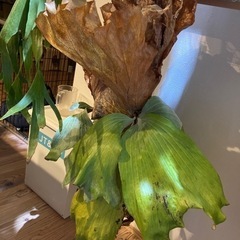 ビカクシダ　エレマリア