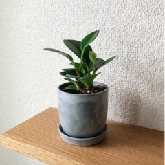 観葉植物　ペペロミア・ジェイド⑧　15cm　おしゃれな2号の鉢と...