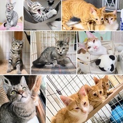 可愛い猫達の譲渡会　の画像