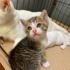 天使👼なお顔❤️生後4週の仔猫