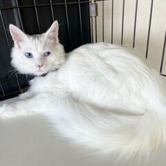 【決定】長毛白猫・美男子ちゃん✨ - 薩摩川内市