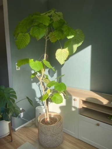 観葉植物 フィカス ウンベラータ ゴムの木