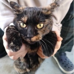 子猫の5兄妹(サビ3匹) − 長野県