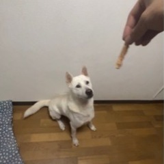 紀州犬　里親募集