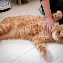 遊びたがりのおっとり甘えん坊！　ライム君　2歳になったばかりの長毛茶トラ男の子🐈 - 函館市