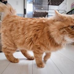 遊びたがりのおっとり甘えん坊！　ライム君　2歳になったばかりの長毛茶トラ男の子🐈 - 里親募集