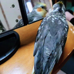 長野市 オカメインコ 迷子