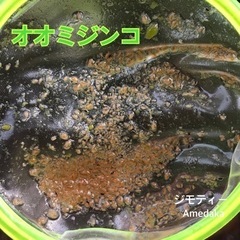 オオミジンコ　メダカ　金魚　グッピー　熱帯魚　餌　えさ　100匹　