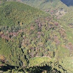 【成約済】山林物件109 静岡県下田市