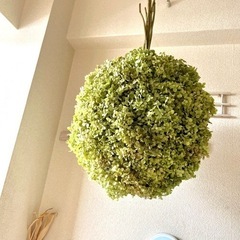 アナベル紫陽花フライングボール