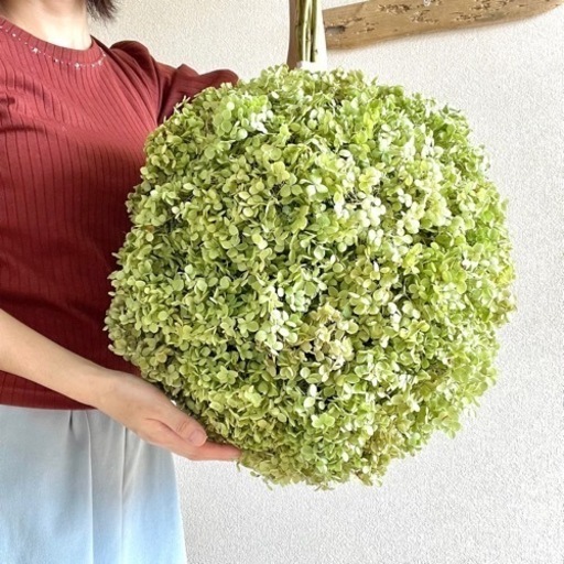 アナベル紫陽花フライングボール