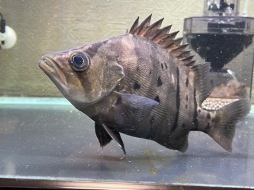 ダトニオ・プラスワン\