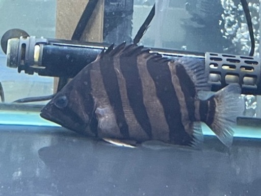 ダトニオ・プラスワン\