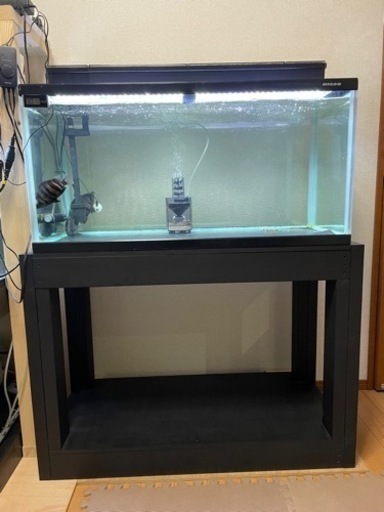 部屋改装の為、水槽内の生体全て手放します。