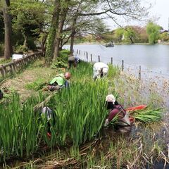 【応募は1月15日まで】石神井公園での水辺保全活動ボランティアを募集
