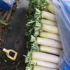 野菜各種安値（1月30日更新