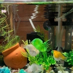 バルーンモーリーの中古が安い 激安で譲ります 無料であげます ジモティー