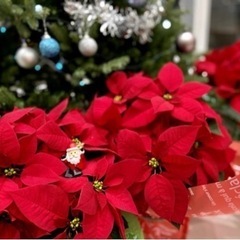 【ネット決済】✅美品🎁ポインセチア造花クリスマス飾りたくさんあります