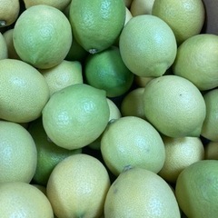 高知産温室レモン