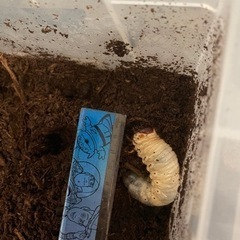 カブトムシの幼虫