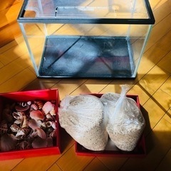 ヤドカリ 飼育 たっぷり砂1kgと貝殻セット 